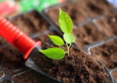 土壤養(yǎng)分檢測儀的應用主要是在哪里？